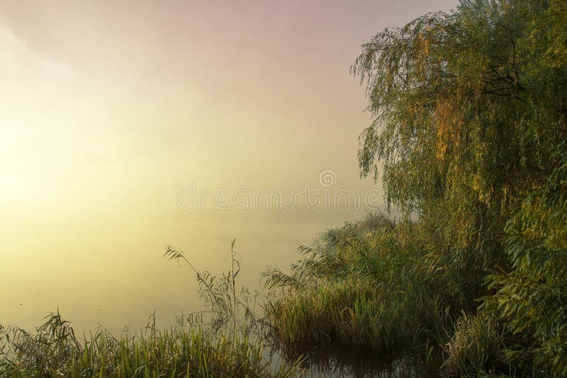 Misty morning on the lake. Dawn in the fog. Forest reflected in the calm water.
