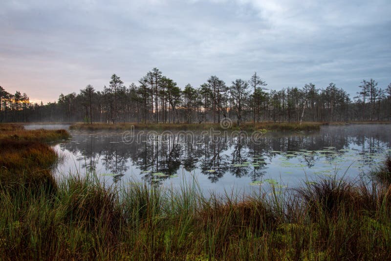 misty morning near swamp lakes royalty free stock photos misty morning near swamp lakes royalty free stock photos