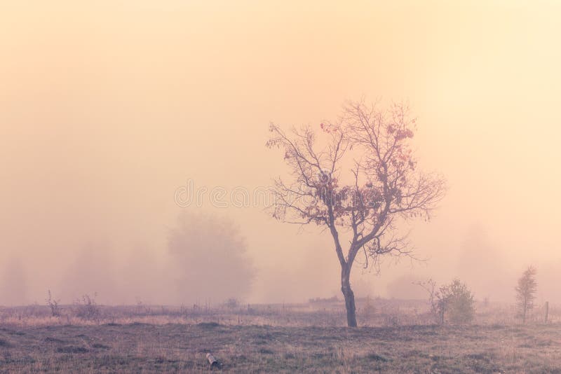 Misty morning scene with lonely tree