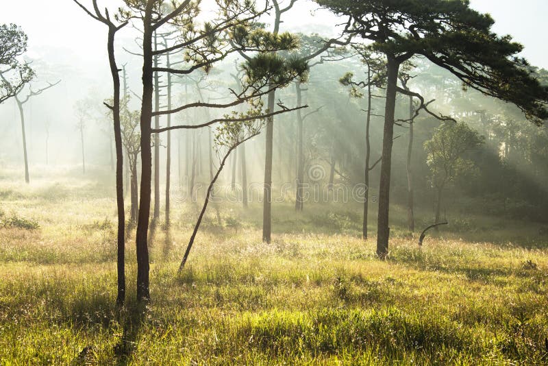 Sunlight In Pine Forest Stock Image Image Of Evergreen 223830921