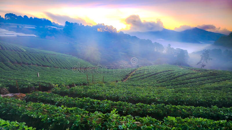 Misty morning sunrise in strawberry garden at Doi Ang khang mountain of Thailand- Burma Border, Chiangmai, Thailand stock images Misty morning sunrise in strawberry garden at Doi Ang khang mountain of Thailand- Burma Border, Chiangmai, Thailand stock images