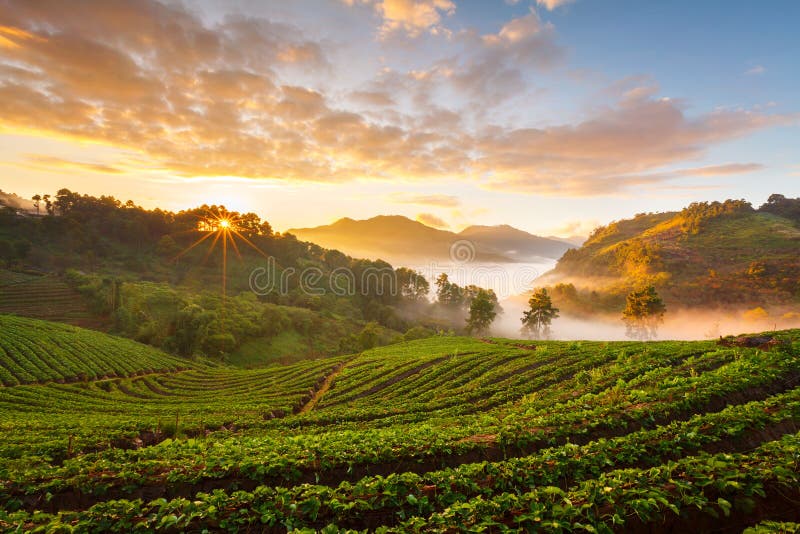 Misty morning sunrise in strawberry garden at Doi Angk-hang mountain, chiangmai : thailand.