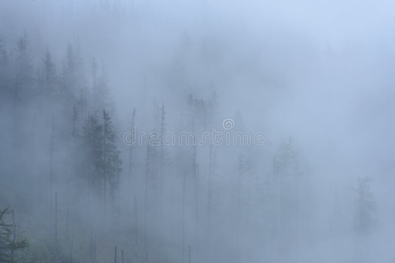 Hmlisté ranné zobrazenie v mokrej horskej oblasti v slovenských Tatrách. jesenné farebné lesy