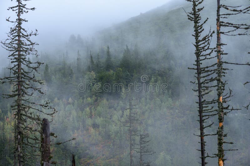 Misty morning view in wet mountain area in slovakian tatra. autumn colored forests