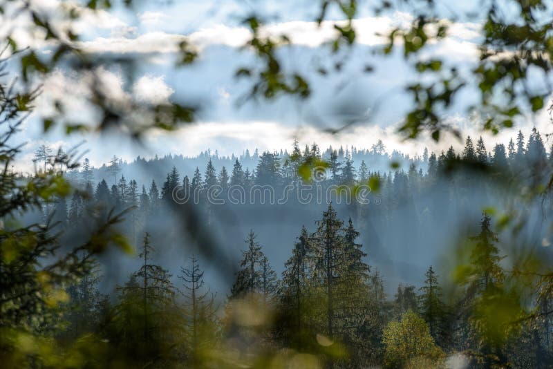 Misty morning view in wet mountain area in slovakian tatra. autumn colored forests