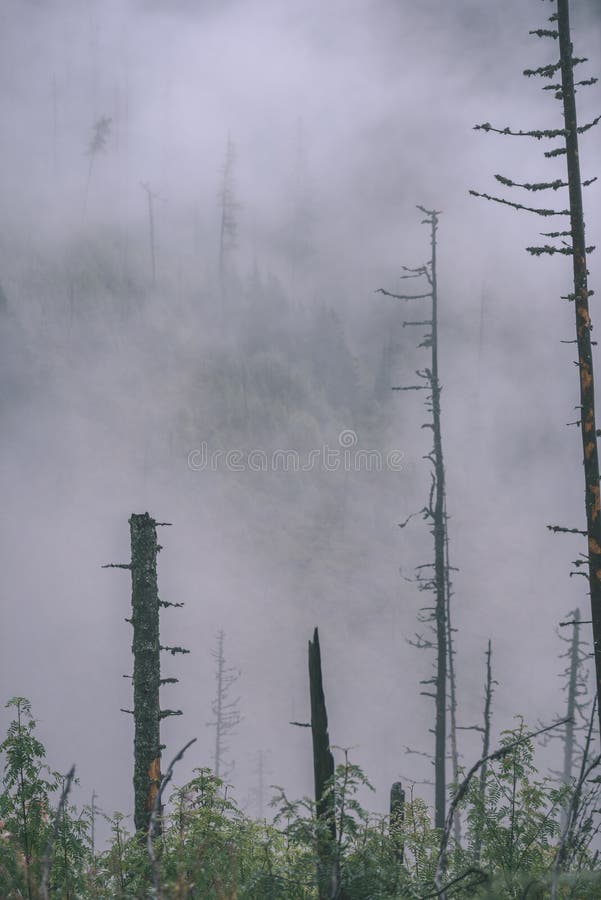 Misty morning view in wet mountain area in slovakian tatra. autumn colored forests - vintage film look