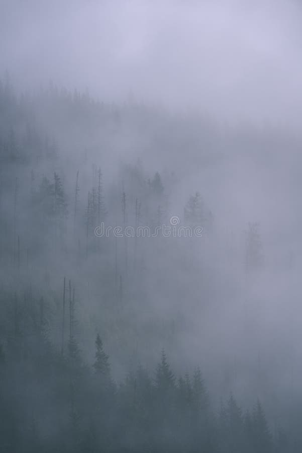 Misty morning view in wet mountain area in slovakian tatra. autumn colored forests - vintage film look