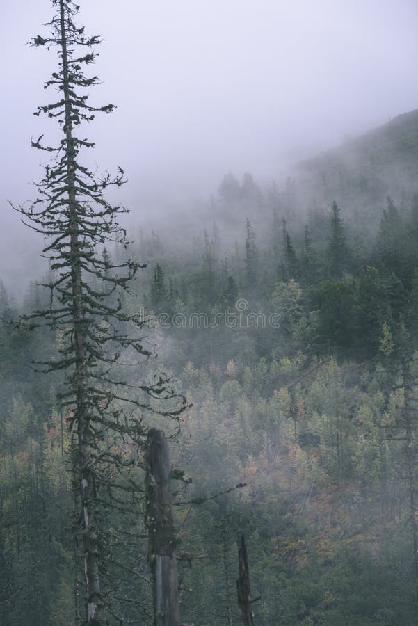 Misty morning view in wet mountain area in slovakian tatra. autumn colored forests - vintage film look