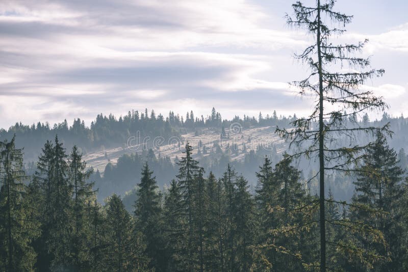 Misty morning view in wet mountain area in slovakian tatra. autumn colored forests - vintage film look