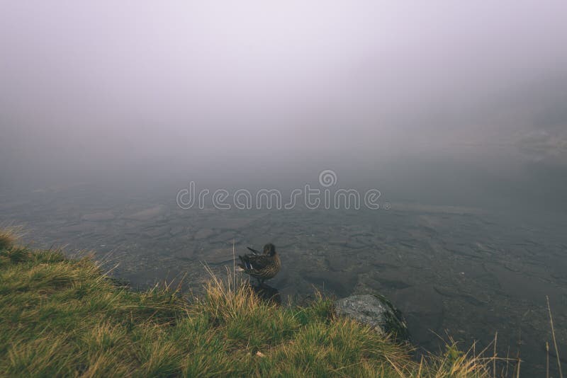 Misty morning view in wet mountain area in slovakian tatra. mountain lake panorama - vintage film look