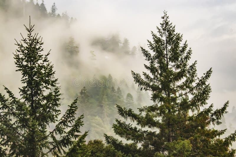 Misty mountain with evergreen trees in the forground and fog shouded trees in the background.