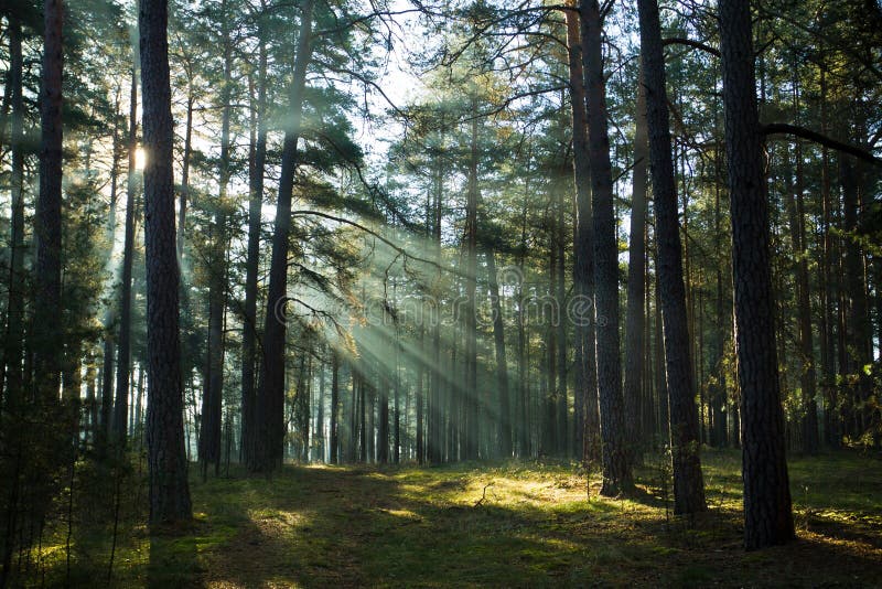 Misty old foggy forest at sunrise