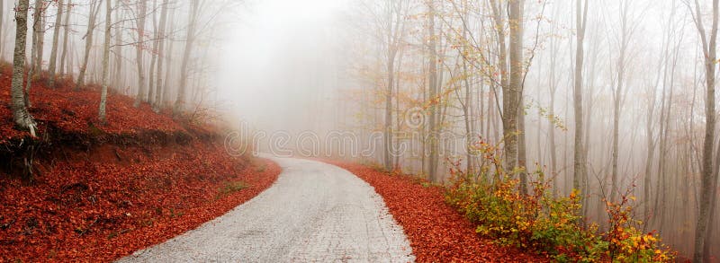 Misty path stock photography