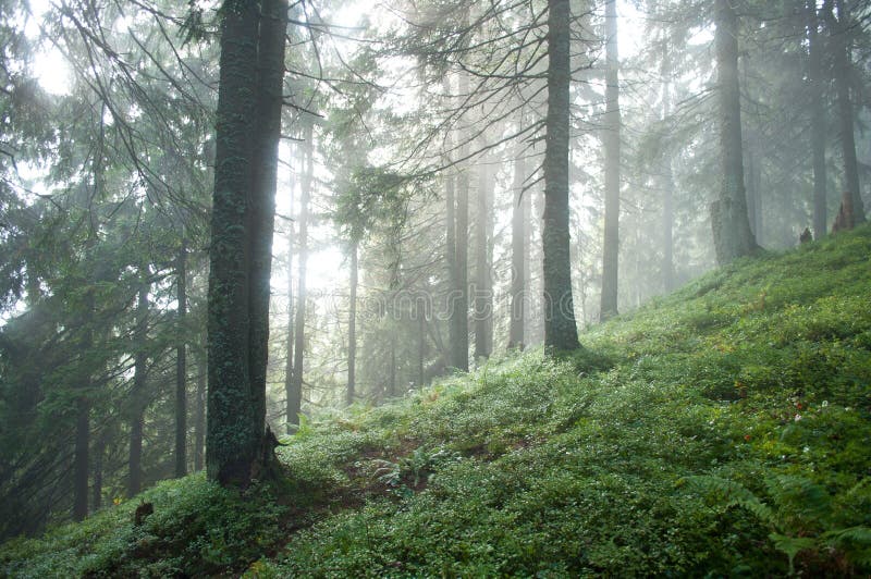 Misty Pine Forest In A Soft Sunlight Stock Photo Image Of Branch