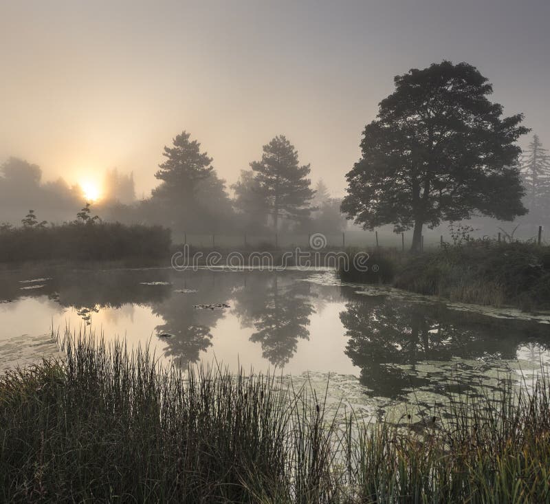 The misty pond early in the morning with the silhouettes of trees