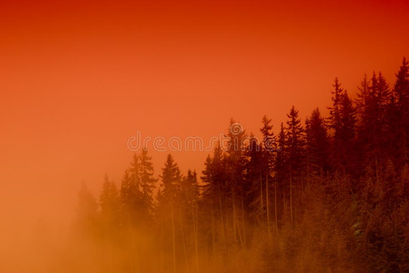 misty puszczy słońca zdjęcie stock misty puszczy słońca zdjęcie stock