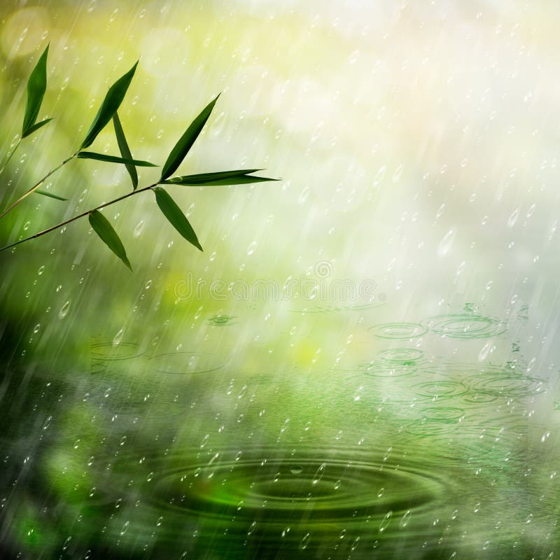 Misty rain in the bamboo forest