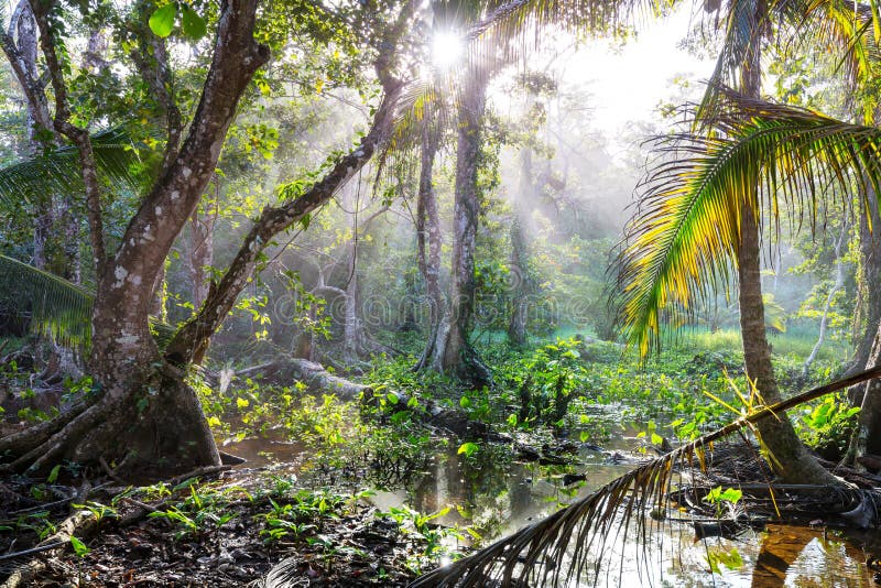 Jungle in Costa Rica