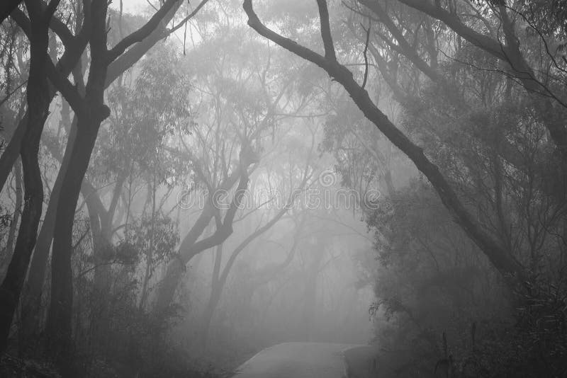 Misty Road through Blue Mountains Stock Image Image of landscape