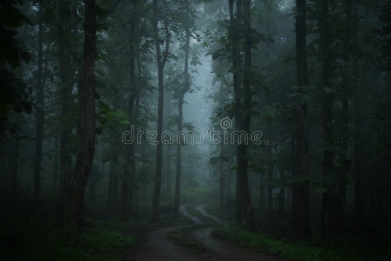 Misty Sal forests on a monsoon morning at Khursapar range, Pench National Park, India