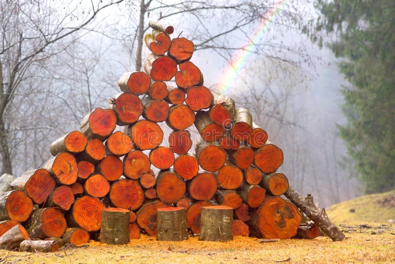 Red Alder Firewood Logs Loose - Decorative Large Logs