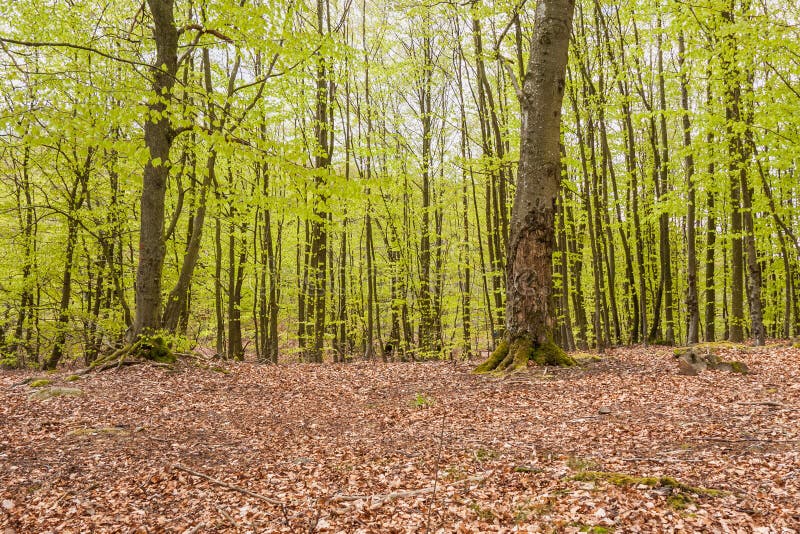 Misty Spring Beech Forest in a Nature Reserve in Southern Sweden Stock ...