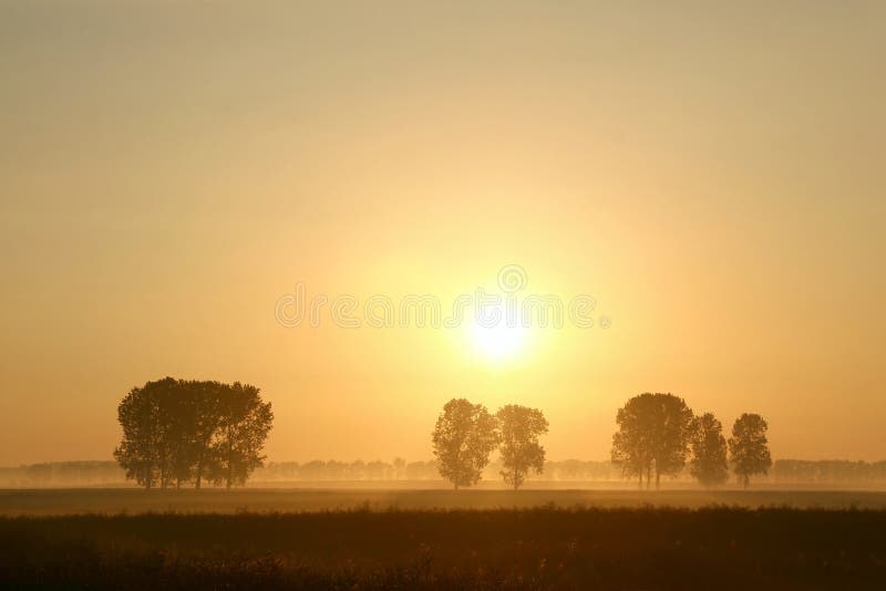 Misty summer sunrise with trees in the field