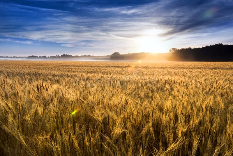 Misty Sunrise Over Golden Wheat Field in Central K royalty free stock image