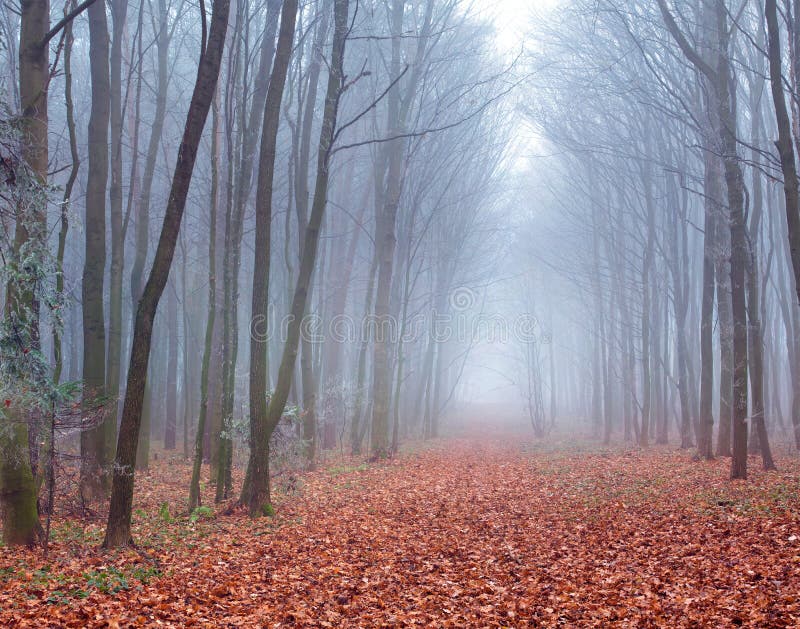 Misty trail in forest