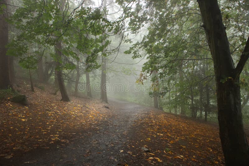 Misty trail in the forest