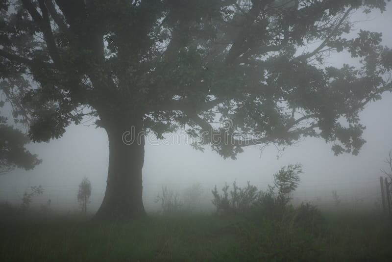 Árboles en niebla  niebla.