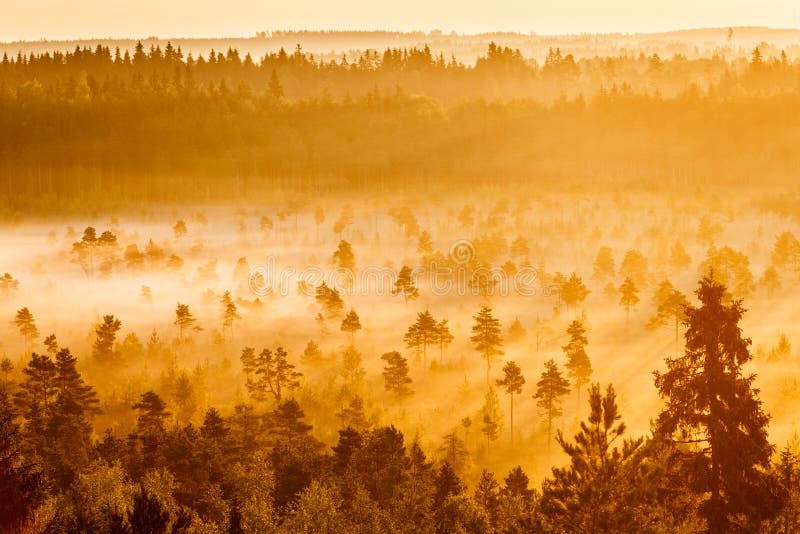 Misty Trees in the Morning stock photo Misty Trees in the Morning stock photo