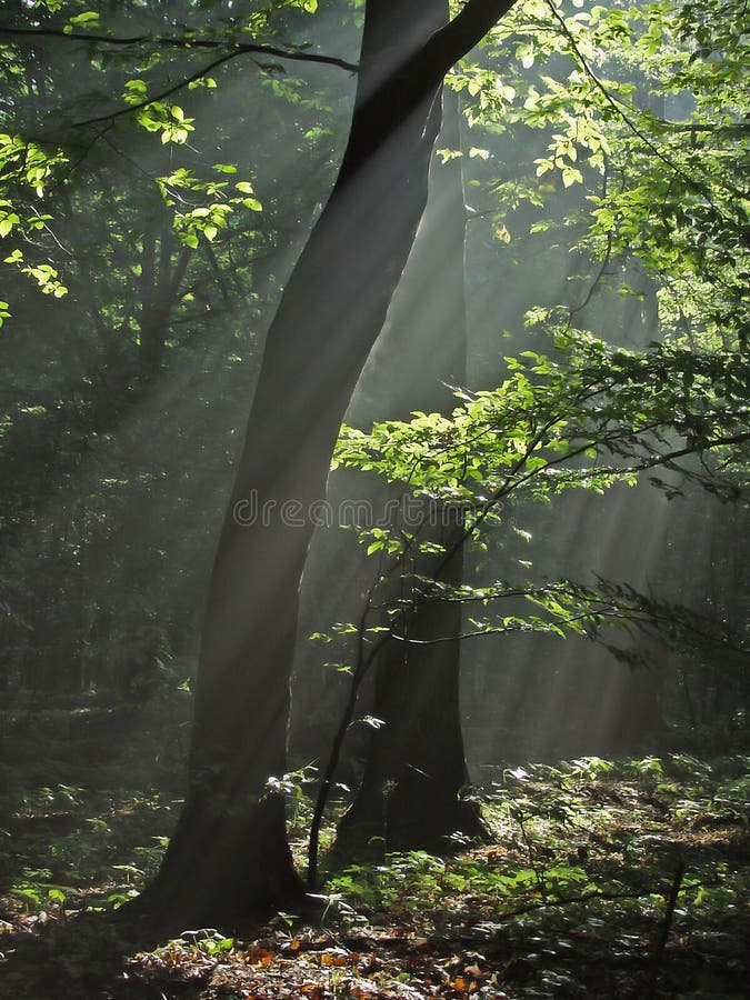 misty wcześnie rano zdjęcie royalty free misty wcześnie rano zdjęcie royalty free