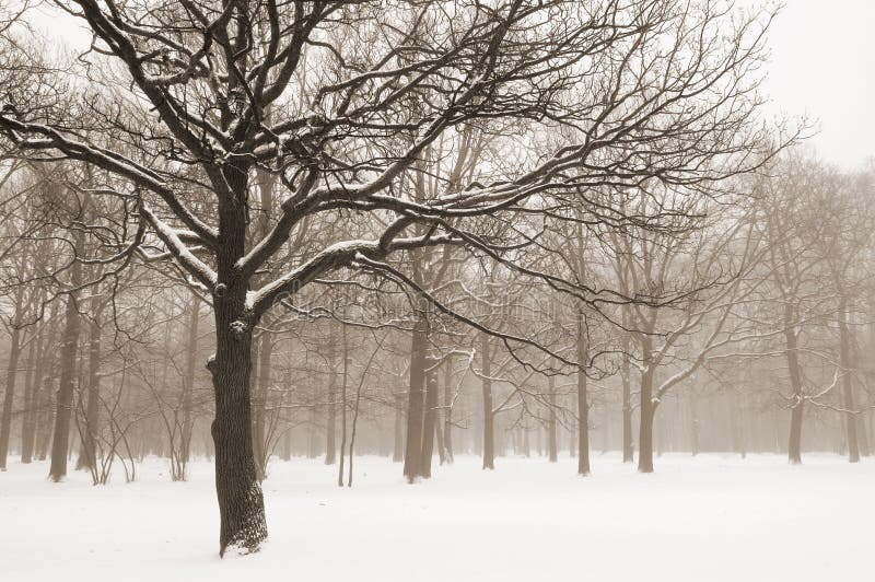 Misty winter trees landscape