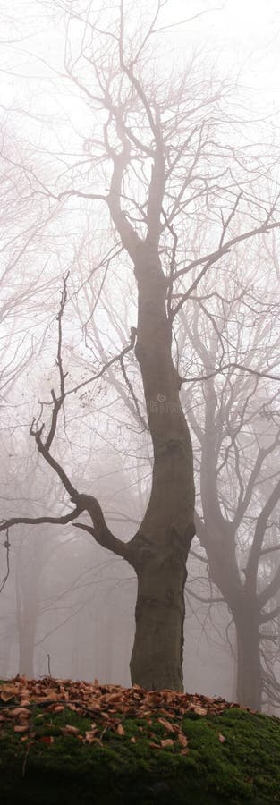 Zahmlený drevený strom