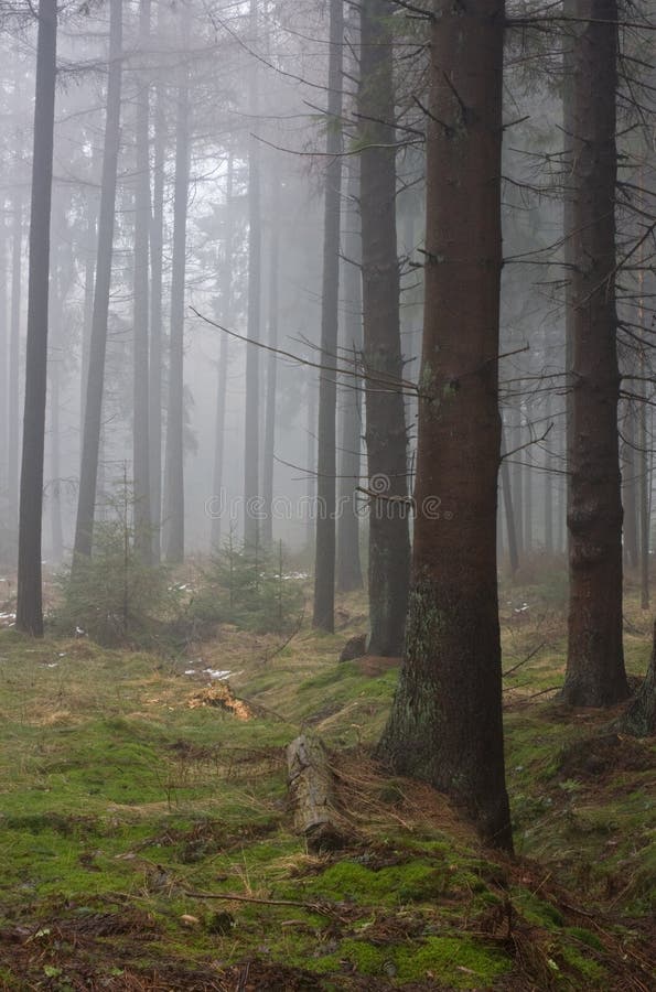 Misty woods. stock image. Image of mist, season, cold - 12603405
