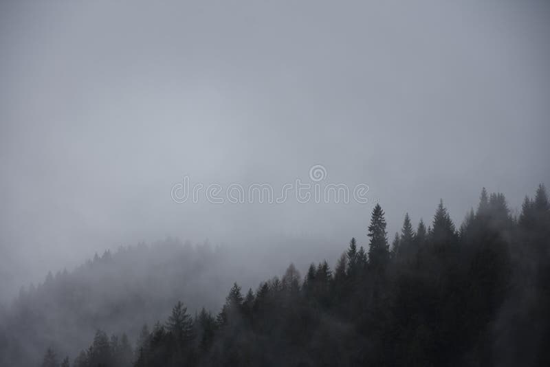 Misty woods on rainy day stock image. Image of haze 177320327