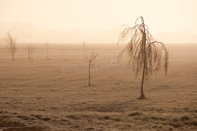 Misty δέντρα