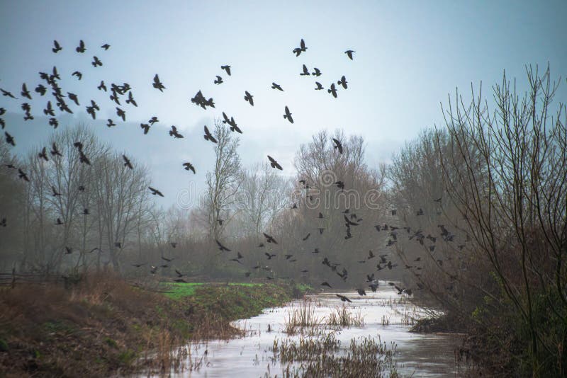 Witness the mystique as a flock of crows emerges from the fog, their avian silhouettes creating an eerie and ethereal atmosphere in the misty weather. Witness the mystique as a flock of crows emerges from the fog, their avian silhouettes creating an eerie and ethereal atmosphere in the misty weather.