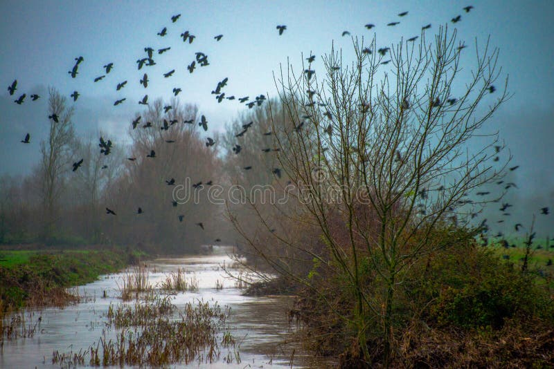 Witness the mystique as a flock of crows emerges from the fog, their avian silhouettes creating an eerie and ethereal atmosphere in the misty weather. Witness the mystique as a flock of crows emerges from the fog, their avian silhouettes creating an eerie and ethereal atmosphere in the misty weather.