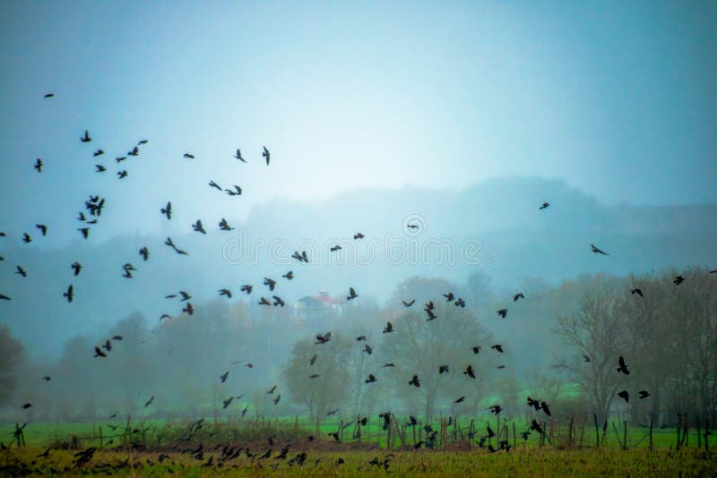 Witness the mystique as a flock of crows emerges from the fog, their avian silhouettes creating an eerie and ethereal atmosphere in the misty weather. Witness the mystique as a flock of crows emerges from the fog, their avian silhouettes creating an eerie and ethereal atmosphere in the misty weather.