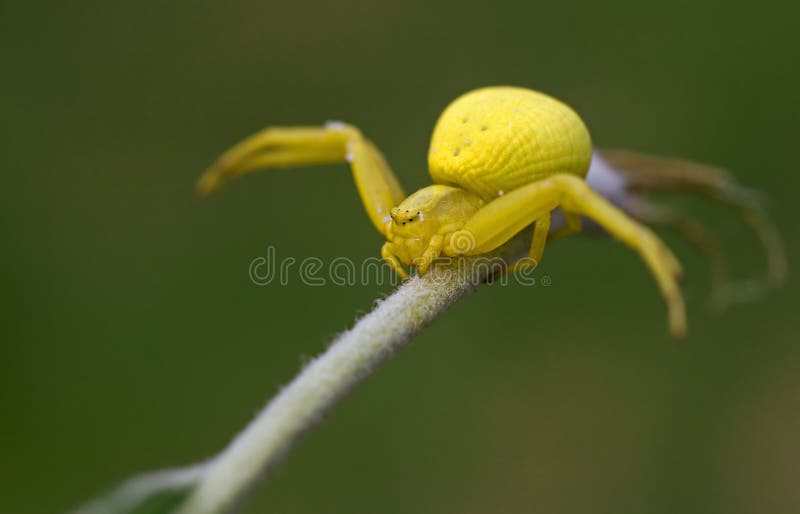 Misumena vatia