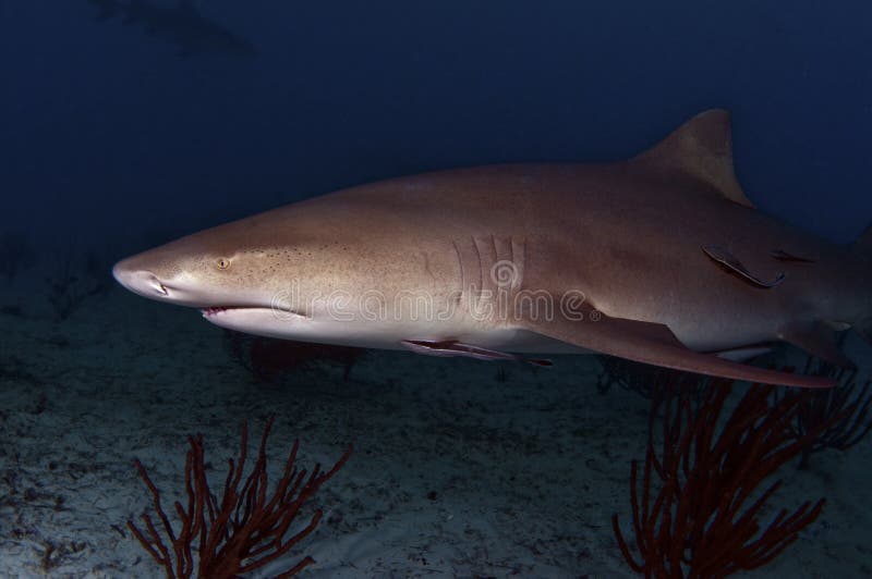 Funny shark cartoon stock vector. Illustration of mouth 23782041