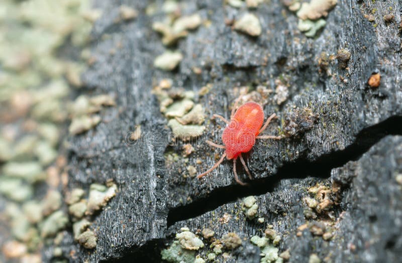 Mite on burnt pine wood royalty free stock images