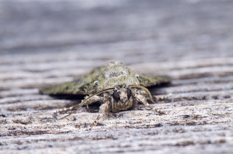 Mite de camouflage images libres de droits Mite de camouflage images libres de droits