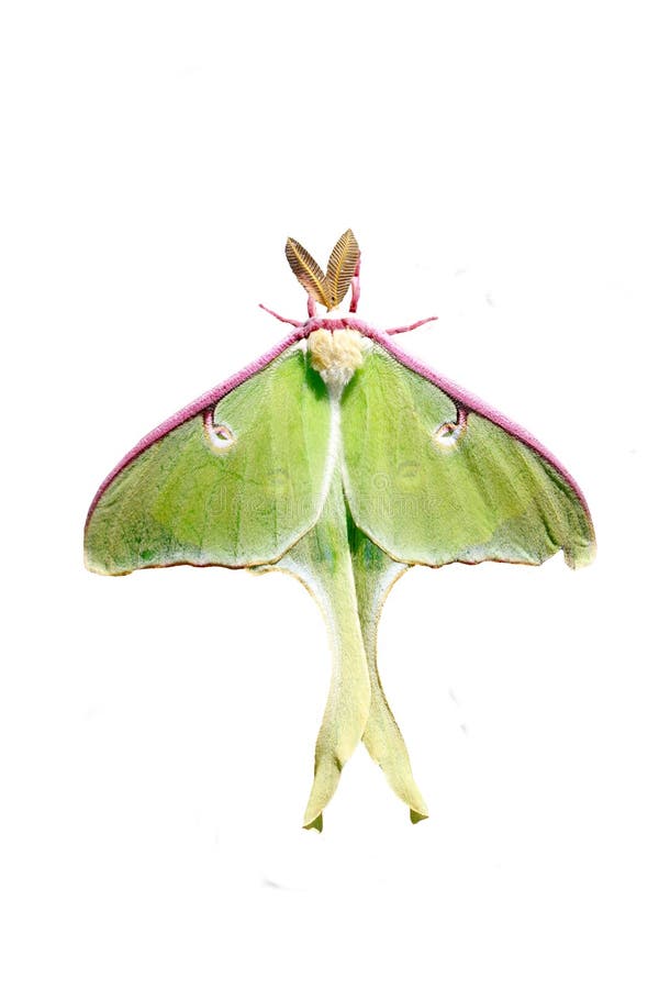 A lime-green, Nearctic Saturniid moth also known as the luna moth with a wing span up to four and a half inches making it one of the largest moths in North America. A lime-green, Nearctic Saturniid moth also known as the luna moth with a wing span up to four and a half inches making it one of the largest moths in North America