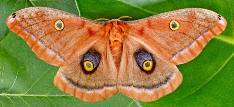 Silk Moths are the largest moths of temperate North America. The Polyphemus Moth has a wingspan of up to 15 cm. Silk Moths are the largest moths of temperate North America. The Polyphemus Moth has a wingspan of up to 15 cm.