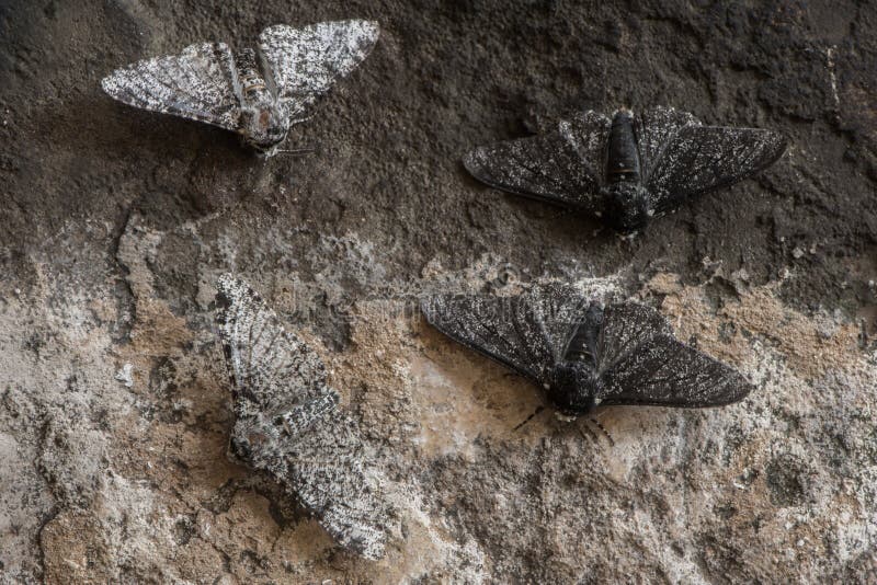 Moths in the family Geometridae showing relative camouflage of f. cabonaria, the result of industrial melanism. Moths in the family Geometridae showing relative camouflage of f. cabonaria, the result of industrial melanism