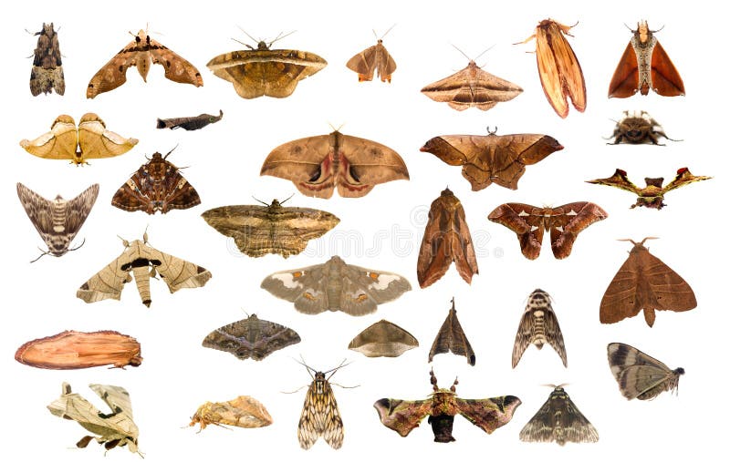 Collection of earth toned moths from Costa Rica. Collection of earth toned moths from Costa Rica