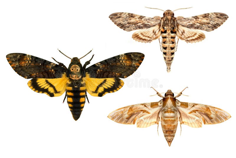 Moths. 3 different large Mediterranean species. Moths. 3 different large Mediterranean species